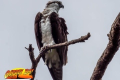 Robinson-Preserve2020-10