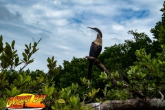 Robinson-Preserve2020-11