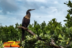 Robinson-Preserve2020-13