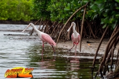 Robinson-Preserve2020-147