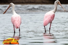 Robinson-Preserve2020-156