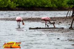 Robinson-Preserve2020-161