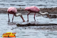 Robinson-Preserve2020-164