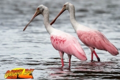 Robinson-Preserve2020-177