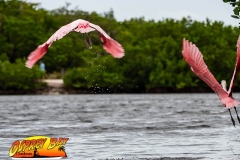 Robinson-Preserve2020-178