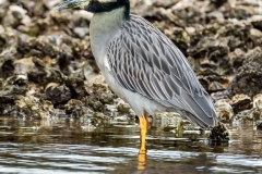 Robinson-Preserve2020-191