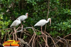 Robinson-Preserve2020-27