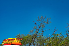robinson-preserve-2023-121