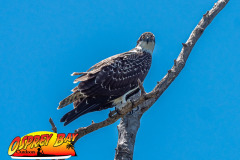 robinson-preserve-2023-131