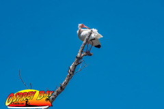 robinson-preserve-2023-133