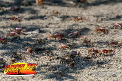 Robinson-Preserve-2025-135