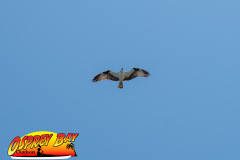 Robinson-Preserve-2025-41