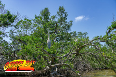 Robinson-Preserve-2025-66