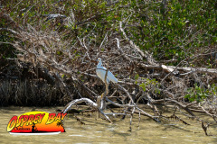 Robinson-preserve-4-2026-102