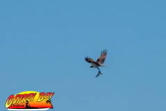 Robinson-preserve-4-2026-141