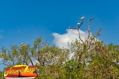 Robinson-preserve-4-2026-161