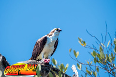 Robinson-preserve-4-2026-178