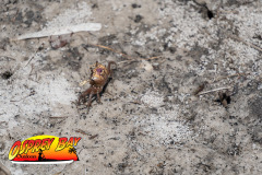 Robinson-preserve-4-2026-196