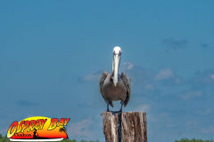 Seminole-waterfront-96