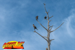 weeki-wachee-2023-108