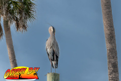 weeki-wachee-2023-112