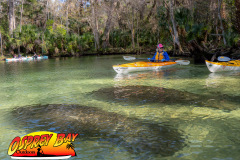 weeki-wachee-2023-77