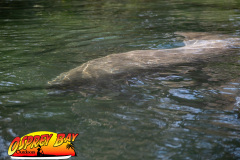 Weeki-Wachee-Jan-2025-109