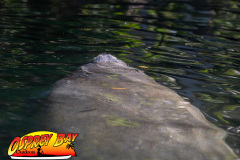 Weeki-Wachee-Jan-2025-111