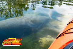 Weeki-Wachee-Jan-2025-117