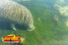 Weeki-Wachee-Jan-2025-119