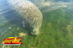 Weeki-Wachee-Jan-2025-120