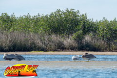 Weeki-Wachee-Jan-2025-31