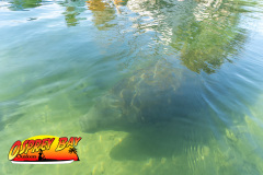 Weeki-Wachee-Jan-2025-83