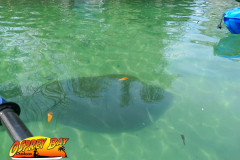Weeki-watchee-2021-127