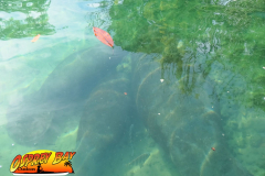 Weeki-watchee-2021-129