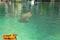Weeki-watchee-2021-130