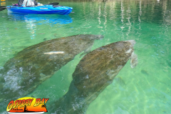 Weeki-watchee-2021-131