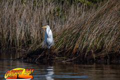 Weeki-watchee-2021-41