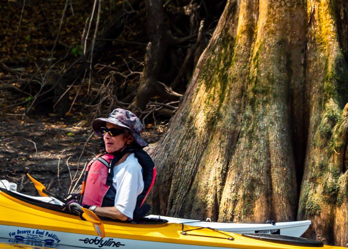 Kayaker in eddyline kayak in front of large cypress tree root.