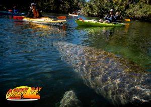 Read more about the article Chassahowitzka River Paddle Trip Feb 2020 Pictures