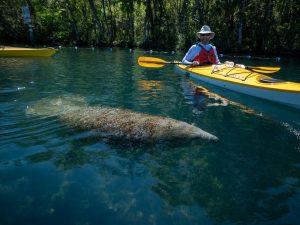 Micheal kayaking with a manatee
