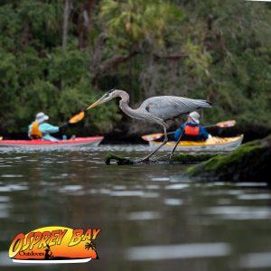 Read more about the article Chassahowitzka River Paddle Trip Feb 2022