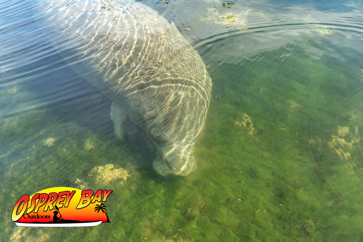 Home 2 Home Manatee on the Weeki Wachee River Paddle Trip