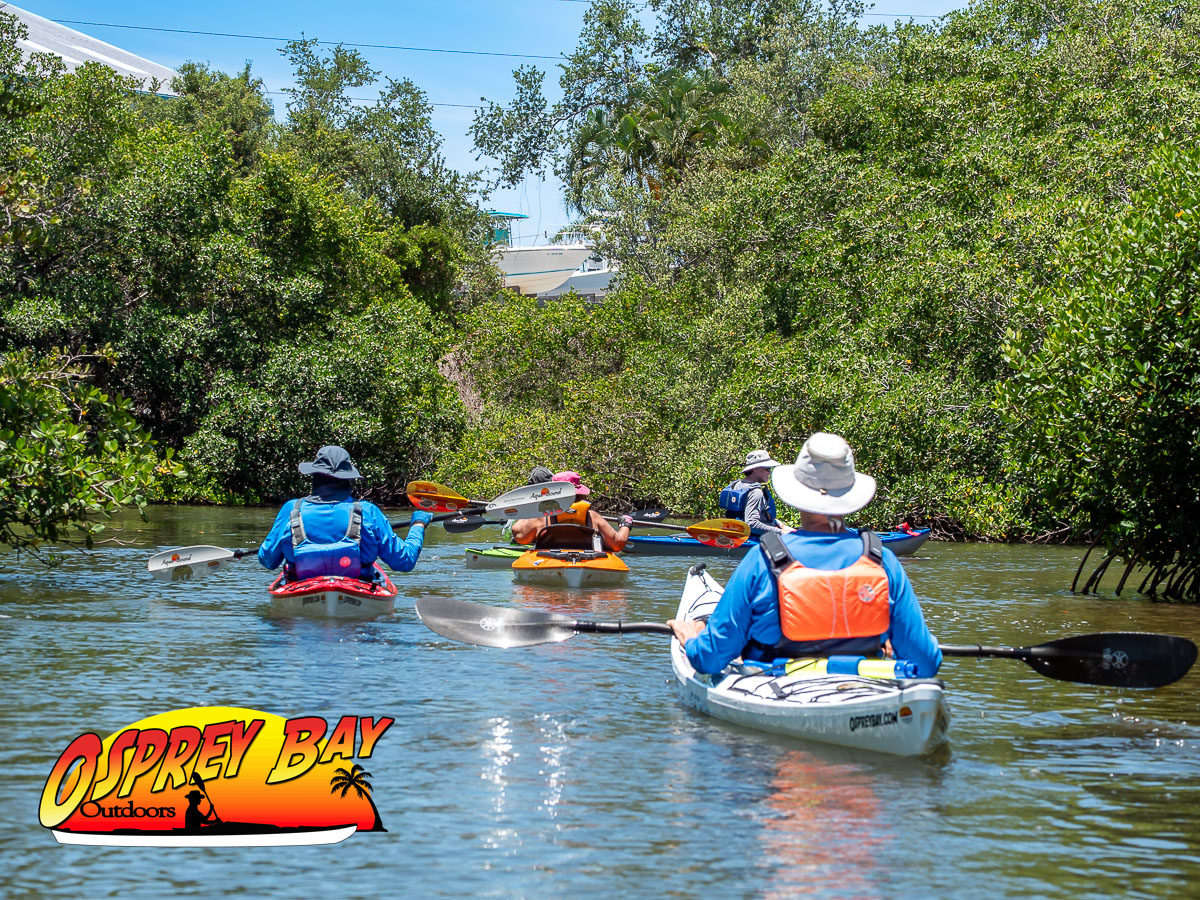 Seminole Waterfront park. kayakers paddling through mangroves